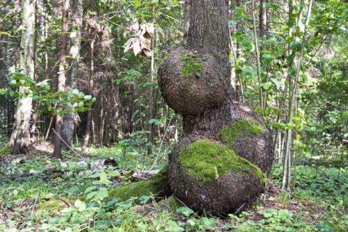 Paliesiaus dvaro pažintinis sveikatingumo takas (Paliesius, Ignalinos raj.)