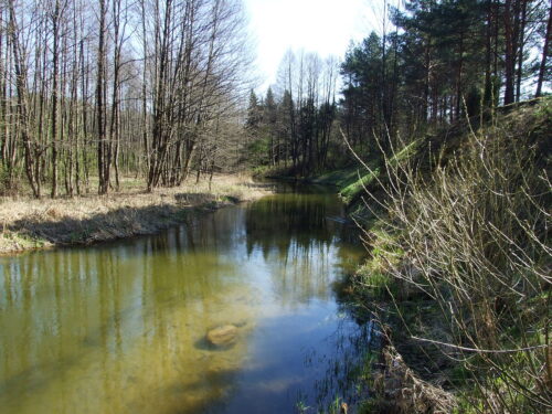 Ančio ežero pakrante (Kailiniai, Lazdijų raj.)