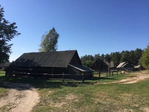 Meškos šiknos kilpa (Marcinkonys, Varėnos raj.)