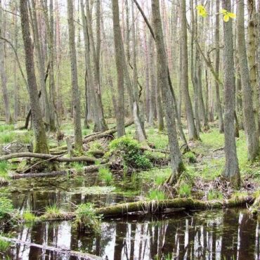 Kampinos parko žygis (Kampina, Lenkija)