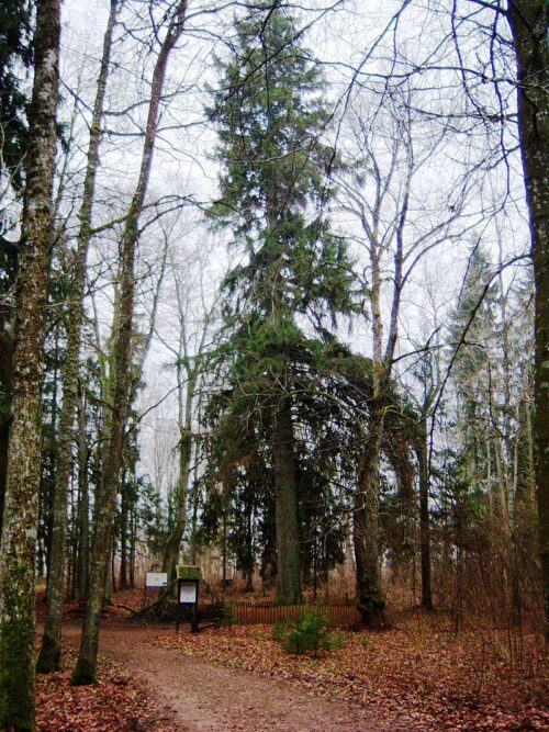 Renavos kvartalinė - Dingailių miškai (Renavas, Mažeikių raj.)