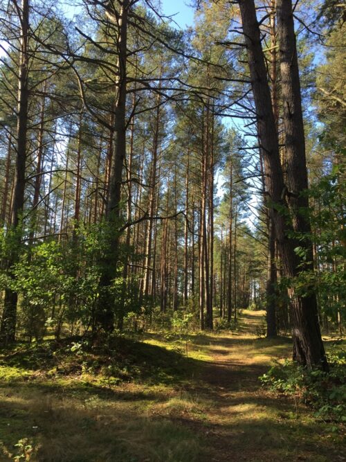 Meškos šiknos kilpa (Marcinkonys, Varėnos raj.)