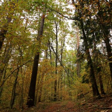 Trakų takais 25 km