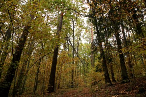 Trakų takais 15 km