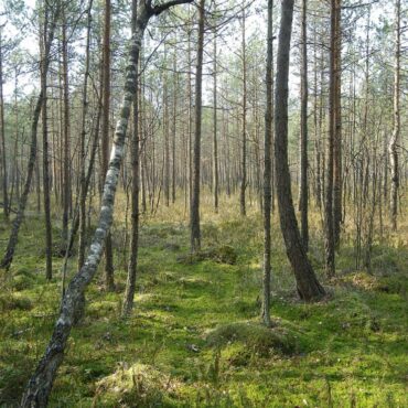 Meškos šiknos kilpa (Marcinkonys, Varėnos raj.)