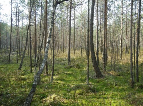 Meškos šiknos kilpa (Marcinkonys, Varėnos raj.)