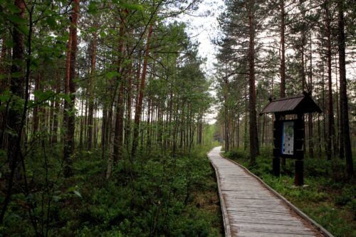 Meškos šiknos kilpa (Marcinkonys, Varėnos raj.)