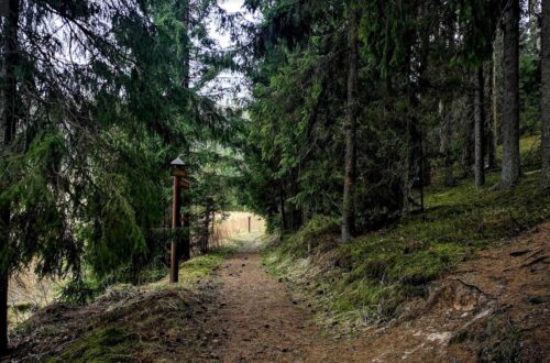 Pamedinčiai - Beržoras (Plateliai, Plungės raj.)