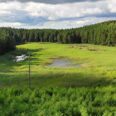 Pamedinčiai - Beržoras (Plateliai, Plungės raj.)