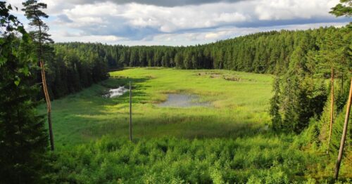 Pamedinčiai - Beržoras (Plateliai, Plungės raj.)