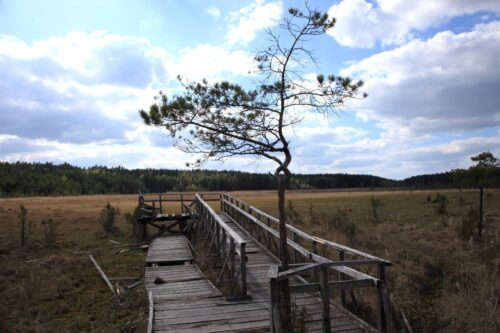 Juodlos pažintinis takas (Šaukėnai, Kelmės raj.)