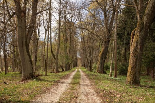 Šareiklaukio miško takas (Šareitlaukis, Pagėgių sav.)