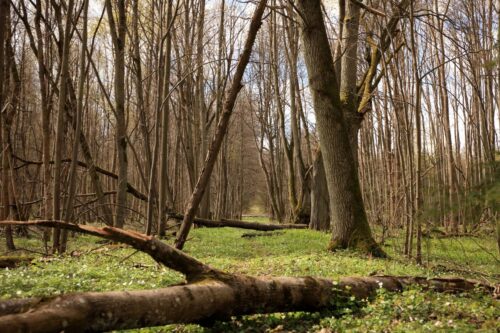 Šareiklaukio miško takas (Šareitlaukis, Pagėgių sav.)