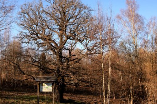 Pažintinis takas “Ąžuolas” (Senadvaris, Zarasų raj.)