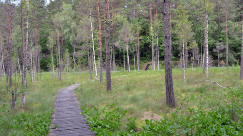 Gurakalnės pelkės pažintinis takas (Dubingiai, Molėtų raj.)