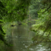 Viešvilės rezervato pažintiniu keliu (Eičiai, Tauragės r.)