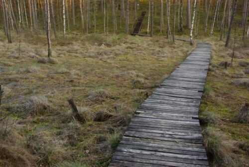 Plauginių miško pažintinis takas (Bedančiai, Raseinių raj.)