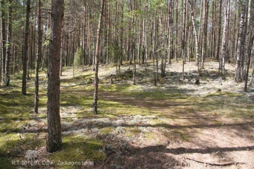 Zackagirio gamtiniu pažintiniu taku (Marcinkonys, Varėnos raj.)