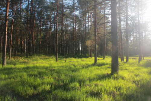 Rūdninkų girios žygis (Rūdninkai, Šalčininkų raj.)