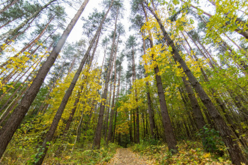 Karmazinų pažintiniais takais (Vilniaus raj., Bradeliškės)