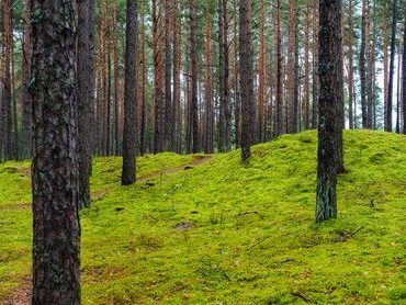 Vainagių pažintinis takas (Vainagiai, Šiaulių raj.)