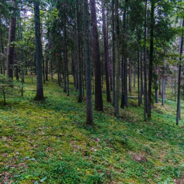 Šveicarijos pažintis (12 km)