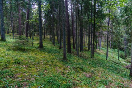 Šveicarijos pažintis (12 km)